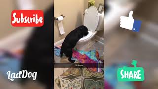 Dog caught drinking from toilet. | LadDog