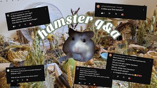 Hamster Q&A // 300 sub special