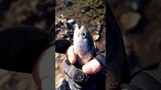 Perfect day!! Part 2!! #shorts #subscribe #fish #rainbowtrout #fishing