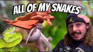 Every snake I own!! (full snake room update)