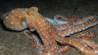 Dive into the Deep: The Mysterious World of the Octopus |Paws on the Planet