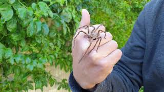 Rain Spider (Palystes sp.), harmless