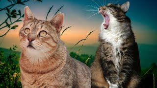 New Funny Animals 2023 😍 Funniest Cats and Dogs 2023 Videos😻🐶