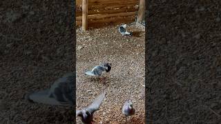 Pigeon farming in 2024 #pigeonfarm #feedshorts #gallo #shorts