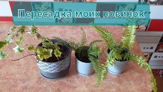 Пересадка моих новинок🌱🪴🪴🪴🌿Маленькие папоротники и плющ💚💚💚