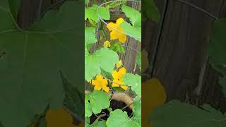 The bees are pollinating my pumpkin flower.