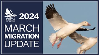 March Migration Update 2024