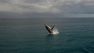 Humpbacks Having a Ball, Gnaraloo 2024