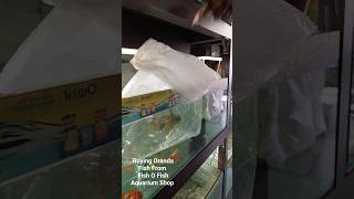 BUYING ORANDA FISH | BIG SIZE ORANDA FISH #shorts #fish #fishaquarium #oranda_goldfish #beautiful