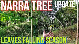 Narra Tree Update Panahon ng Tag Lagas ng Dahon