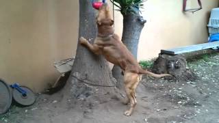 PitBull de gimnasio  puro musculo.