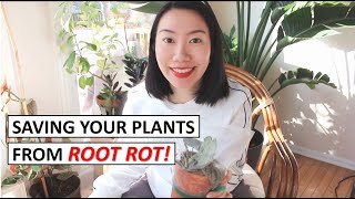 Root Rot in Winter? Here is How You Can Fix It (Step by Step Guide)!