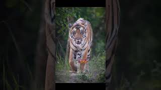 बाघ की अलग अलग तस्वीर|बाघ प्रेमी|tiger photo|tiger lover