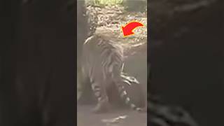 Tiger Attack On Cow #tigers #cow #wildlife