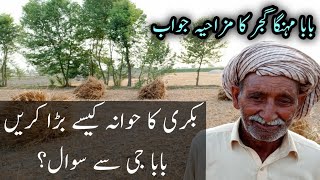 How to Increase Udders of Goat/Baba Mehnga Gujjar