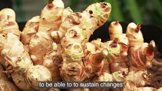 Planet Shapers- Disease-resistant ginger