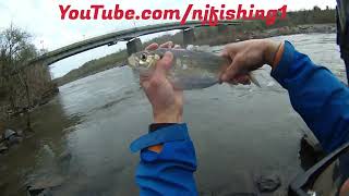 Chain Bridge shad fishing 2024 - caught my first 2024 shad