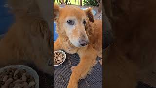 FEED Me Old Man! Titan age 13 #goldendog #dog #lovegoldens #goldenretriever