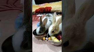 Baby bunny funny moments #trending #rabbit #newmusic #yt #cute #bunny #new #reels #shorts #ganpati