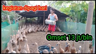 Menggiurkan!! Keuntungan ternak bebek petelur#omset puluhan juta rupiah