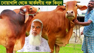 নোয়াখালি থেকে ৫০০টাকা লাইভওয়েটে সুন্দর সুন্দর গরু নিতে পারেন cow farm