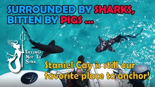 Surrounded by Sharks! Bitten by Pigs! Staniel Cay is still our favorite place to anchor.  E133