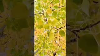 Золотисто-снежный привет!#доброеутро #canadanature #природа #shortsvideo