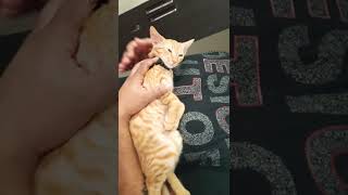 baby cat playing