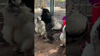 Brichen chickens #keşfet #music #automobile #kesfet #song