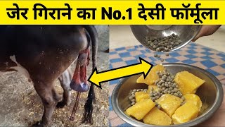 गाय/भैंस की जेर गिराने का No.1 देसी उपाय| Jer girane ke ilaj| How to remove cow/buffalo placenta