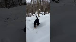 Bernese Mountain dog  having fun in the snow ￼￼