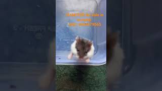 hamsters for sale in mumbai #pets #mumbai #forsale #hamsterbabies #hamsterbreeding