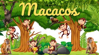 Macacos! Contando os macacos| Aprendendo a contar