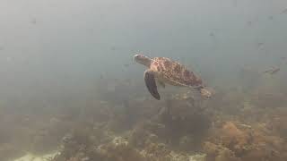 Green Sea Turtle 12