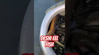 Deshi EEL Fish | EEL Fish | EEL Fishing Catching #eelfishing