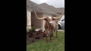 BEVO XIV shout out