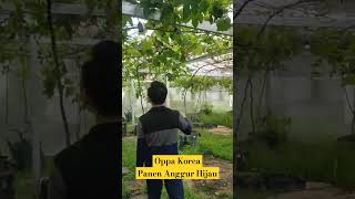 Oppa Korea Panen Anggur Hijau Di Kebun #shorts #viral #2024