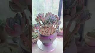 Satisfying Succulent Diy #55