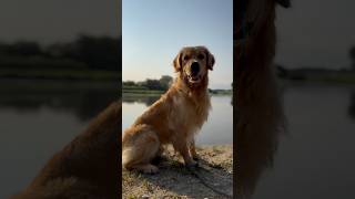 Beach Time #Goldenretriever #CuteDog #Dog #NatureLover #SweetPaw #SweetDog #Goldie #Shorts