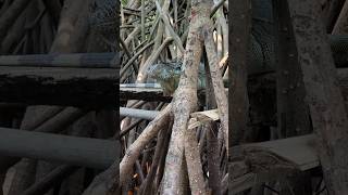 Spotting the Western Spiny-tailed Iguana in its Natural Habitat: A Mangrove Marvel” 🦎🌿 #wildlife