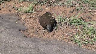 African Safari Dung Beetle Awesomeness