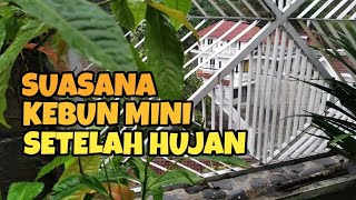 Melihat Tanaman Sesaat Setelah Hujan