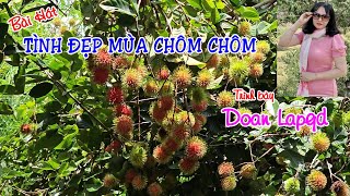 TÌNH ĐẸP MÙA CHÔM CHÔM - DOAN LAPgd