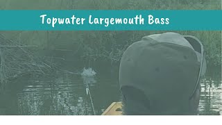 Catching Bass on Topwater from a Kayak