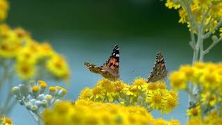 4K Vanessa Cardui Butterfly in Nature on Yellow Flowers - Free Stock Footage Download!