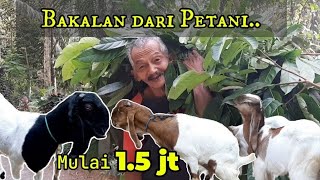 Kambing Kaligesing BREEDING Ekonomis peranakan ettawa..di jual dari petani ..!