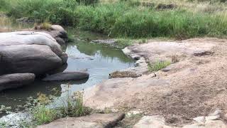 Leopards playing on rocks