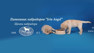 Прямая трансляция пользователя Питомник лабрадоров Irin Angel