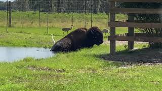 Gator bites off more then he can chew