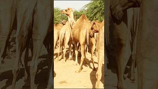 Bull camels search femle#viralvideo